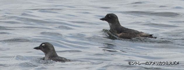 Cassin's Auklet