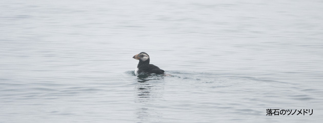 puffin
